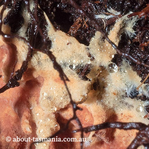 Rhizochaete brunnea, Tasmania, fungi