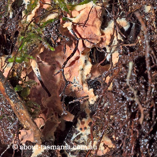 Rhizochaete brunnea, Tasmania, fungi