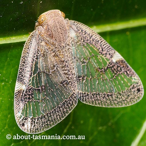 Scolypopa australis, Passionvine Hopper, Tasmania