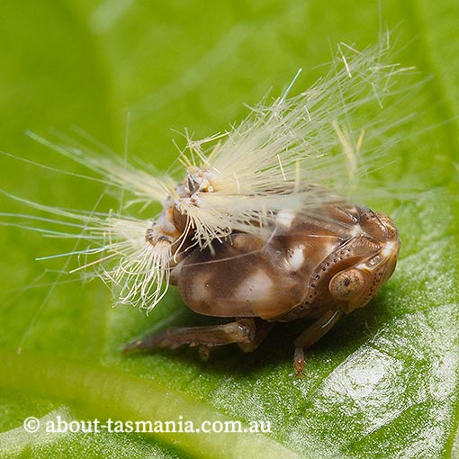 Scolypopa australis, Passionvine Hopper, Tasmania