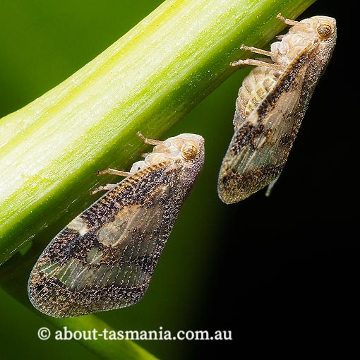 Scolypopa australis, Passionvine Hopper, Tasmania