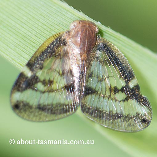 Scolypopa australis, Passionvine Hopper, Tasmania