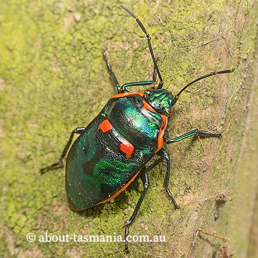 Scutiphora pedicellata, Metallic Shield Bug, Tasmania