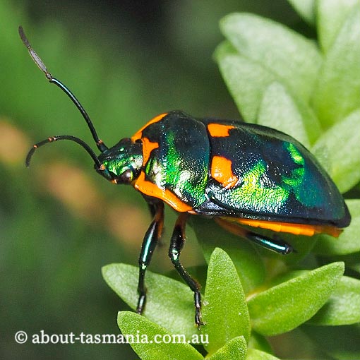 Scutiphora pedicellata | About Tasmania