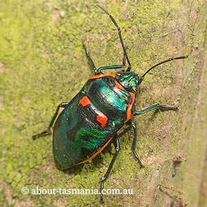 Scutiphora pedicellata