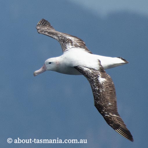 Wandering albatross Diomedea exulans