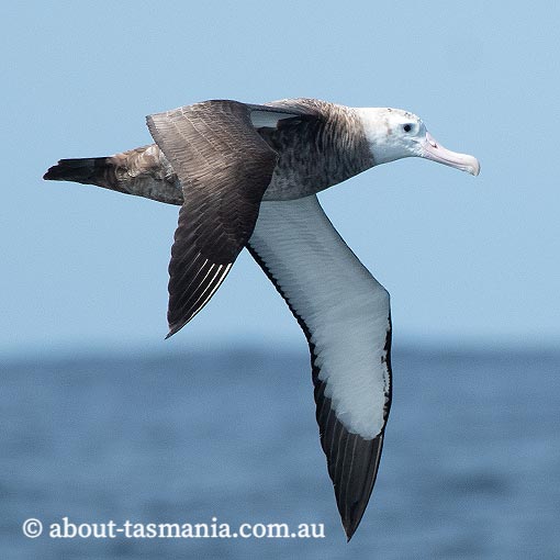 Wandering albatross Diomedea exulans
