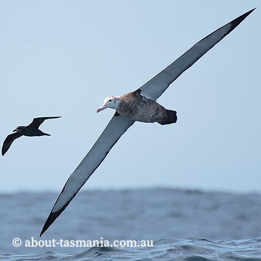 Wandering albatross Diomedea exulans