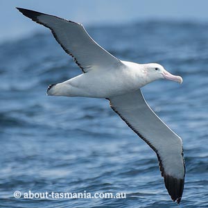 Wandering albatross