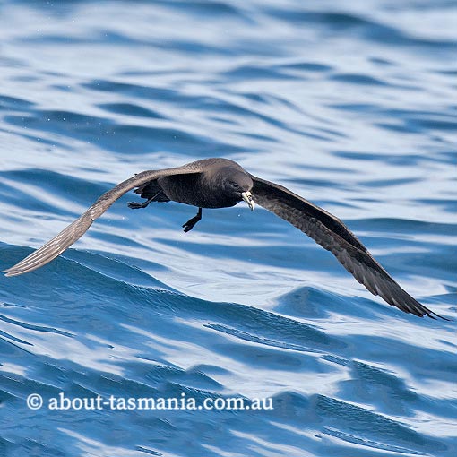 White-chinned petrel, Procellaria aequinoctialis