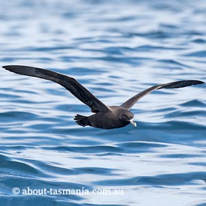 White-chinned petrel