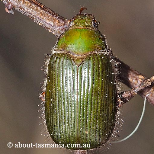 Xylonichus sp., pale green scarab beetle, Tasmania