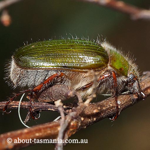 Xylonichus sp., pale green scarab beetle, Tasmania