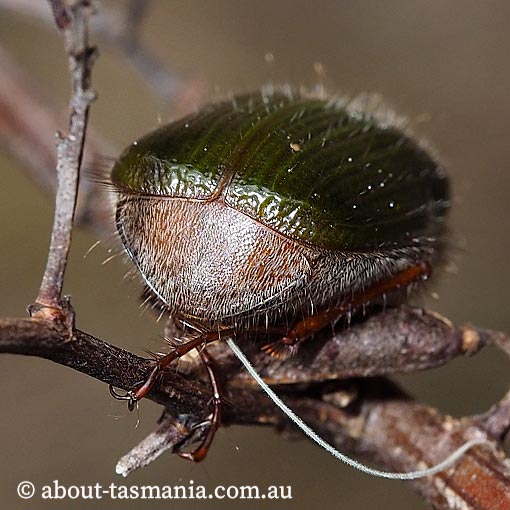 Xylonichus sp., pale green scarab beetle, Tasmania
