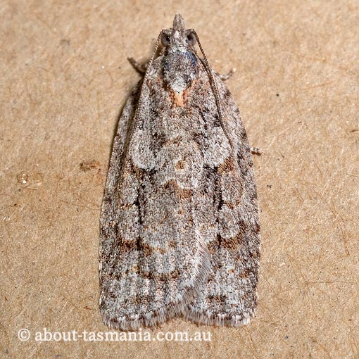 Acropolitis rudisana, Tortricidae, Tasmania, moth
