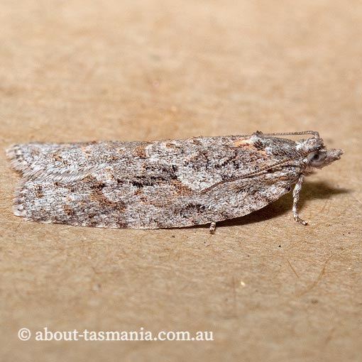 Acropolitis rudisana, Tortricidae, Tasmania, moth