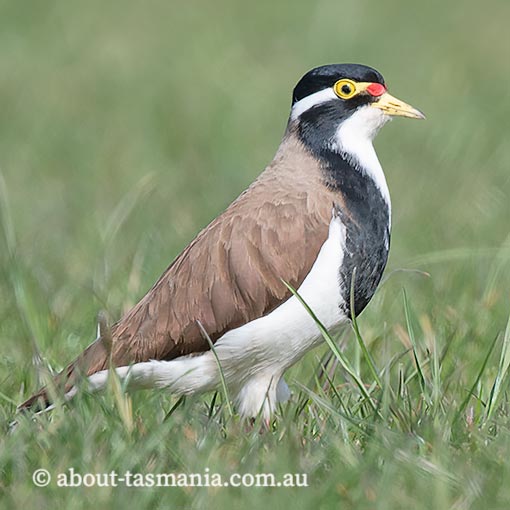 Banded Lapwing, Vanellus tricolor, Tasmania