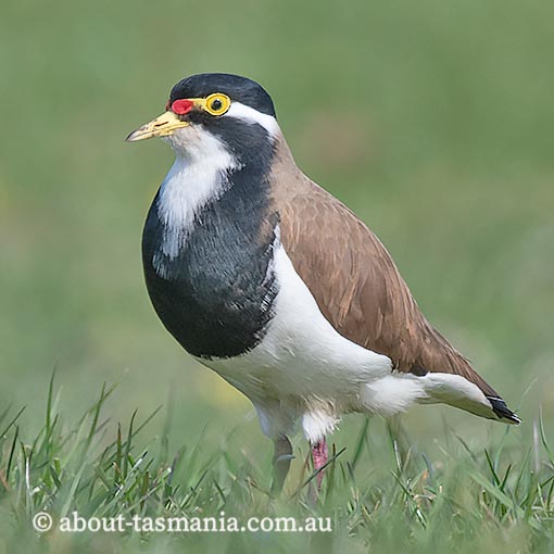Banded Lapwing, Vanellus tricolor, Tasmania