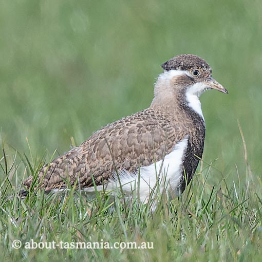 Banded Lapwing, Vanellus tricolor, Tasmania