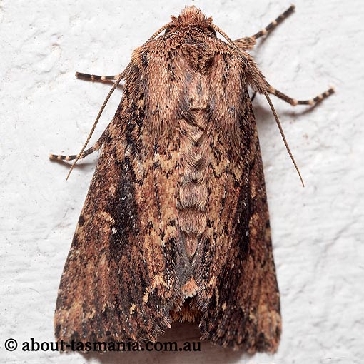 Dasygaster ligniplena, Noctuidae, Tasmania, moth