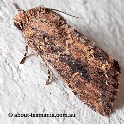 Dasygaster ligniplena, Noctuidae, Tasmania, moth