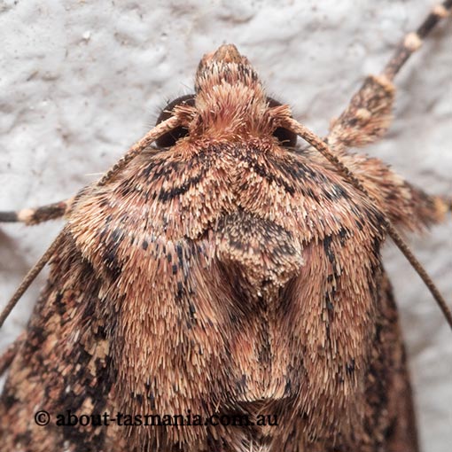 Dasygaster ligniplena, Noctuidae, Tasmania, moth