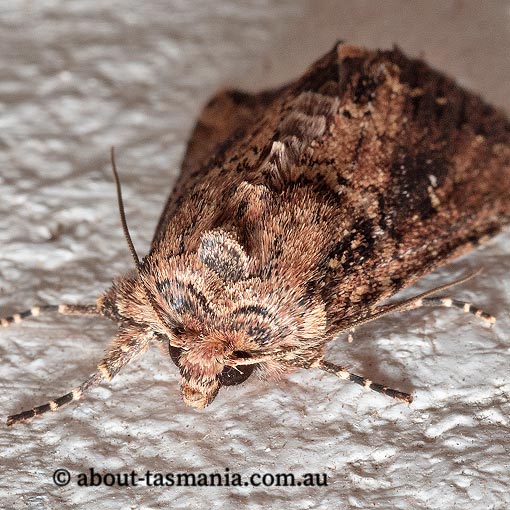 Dasygaster ligniplena, Noctuidae, Tasmania, moth