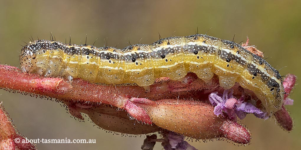 Helicoverpa punctigera caterpillar, Noctuidae, Tasmania