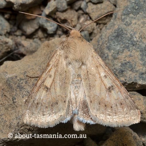 Helicoverpa punctigera, Noctuidae, Tasmania. moth