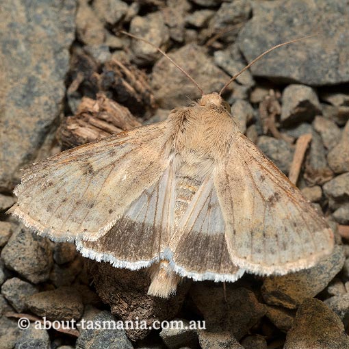 Helicoverpa punctigera, Noctuidae, Tasmania. moth