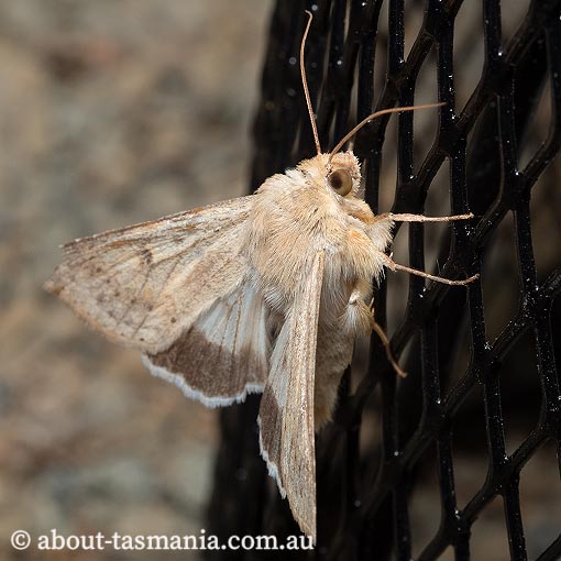 Helicoverpa punctigera, Noctuidae, Tasmania. moth