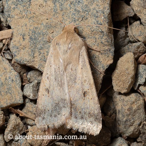 Helicoverpa punctigera, Noctuidae, Tasmania. moth