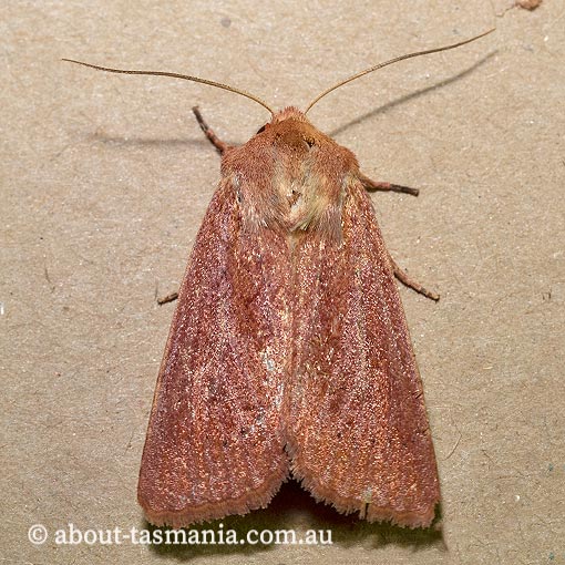 Leucania ebriosa, Cirphis ebriosa, Noctuidae, Tasmania, moth
