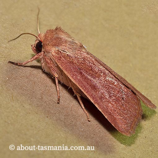 Leucania ebriosa, Cirphis ebriosa, Noctuidae, Tasmania, moth