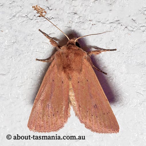 Leucania obusta, Noctuidae, Tasmania, moth