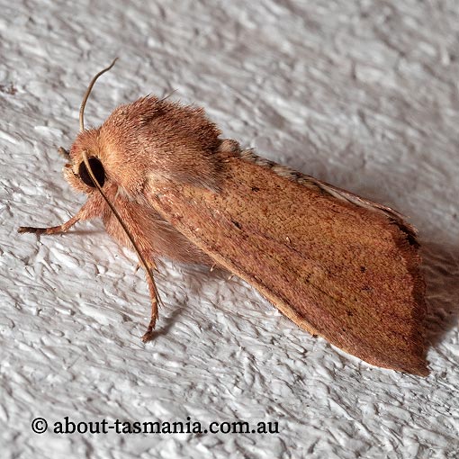 Leucania obusta, Noctuidae, Tasmania, moth