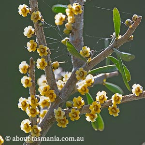 Melicytus angustifolius