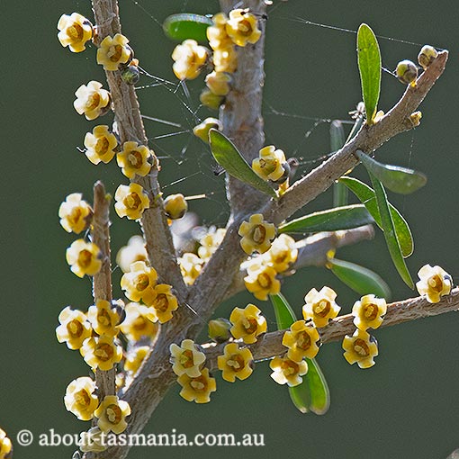 Melicytus angustifolius subsp. angustifolius, tree violet, Tasmania