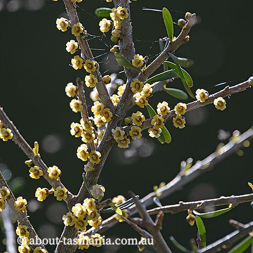 Melicytus angustifolius subsp. angustifolius, tree violet, Tasmania