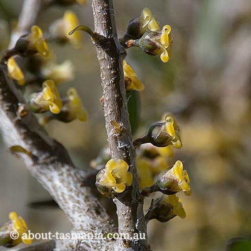 Melicytus angustifolius subsp. angustifolius, tree violet, Tasmania