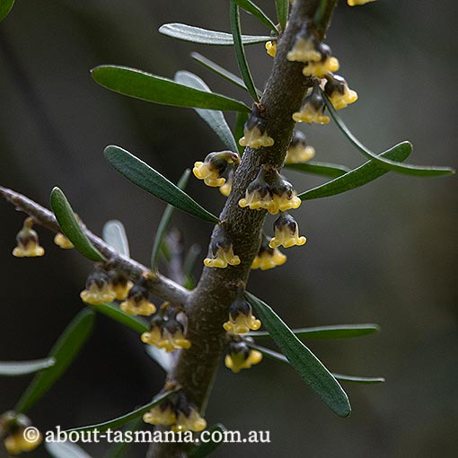 Melicytus angustifolius subsp. angustifolius, tree violet, Tasmania