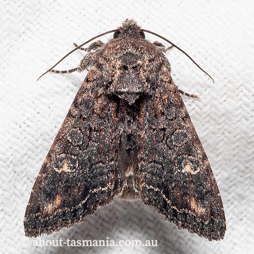 Neumichtis spumigera About Tasmania