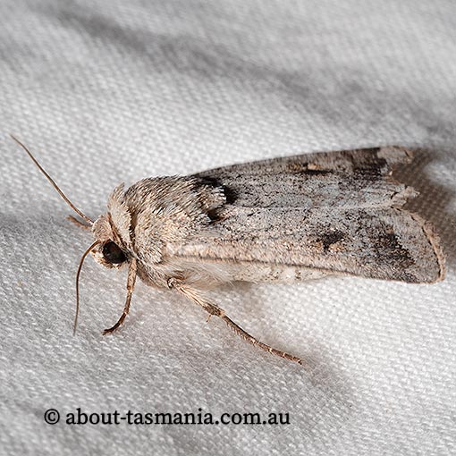 Proteuxoa amaurodes, Noctuidae