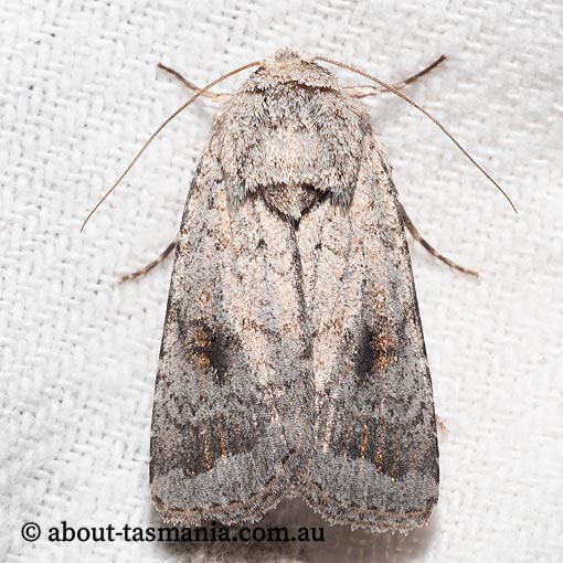 Proteuxoa amaurodes, Noctuidae