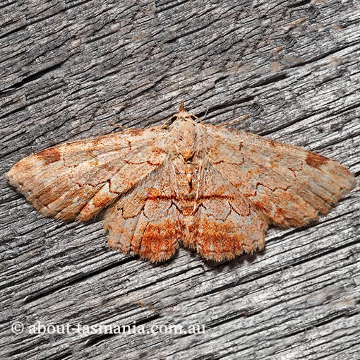 Sandava xylistis, Erebidae, Tasmania, moth