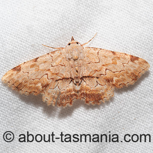 Sandava xylistis, Erebidae, Tasmania, moth