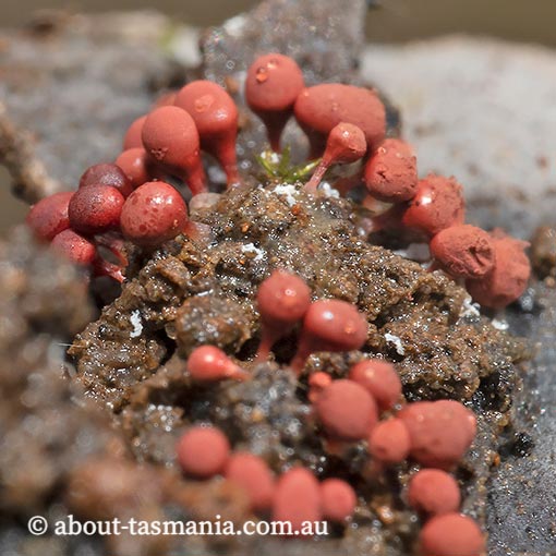 Arcyria affinis, Tasmania, Myxomycetes, fungi