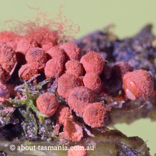 Arcyria affinis, Tasmania, Myxomycetes, fungi