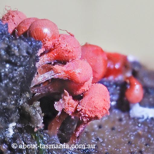 Arcyria affinis, Tasmania, Myxomycetes, fungi
