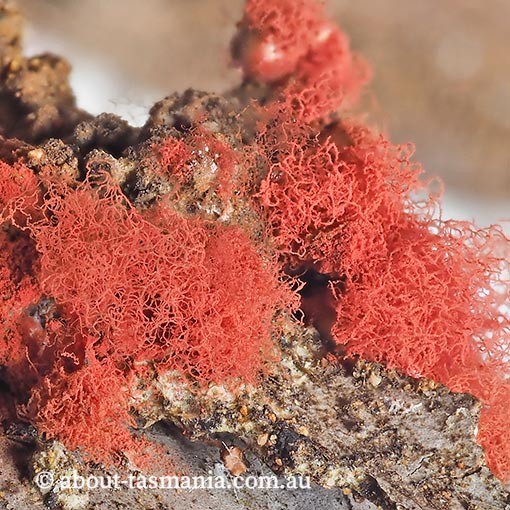 Arcyria affinis, Tasmania, Myxomycetes, fungi